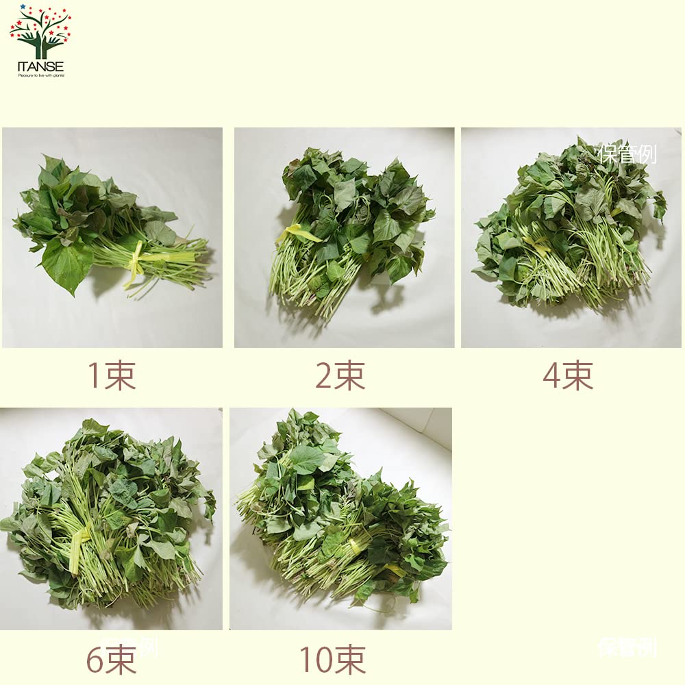 Amazon.co.jp: ITANSE さつまいも切苗 品種：安納芋(あんのうい