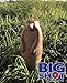 BIGSHOT Real Wild 3D Groundhog Archery Target - Self-Healing Foam Hunting Practice Target with IBO Scoring Rings - Field Point Compatible - Realistic Target for Compound & Recurve Bows