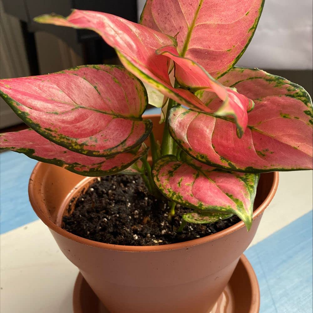 GreenShade Live Favonian/Lady Valentine Aglaonema Indoor Plant : Amazon.in:  Garden & Outdoors