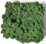 Reindeer Moss, Preserved - Dark Green, 20-Ounce (1.25 Pounds) in a Designer Series Clear Case. (Reico Art 108054 - Soft and Colored Reindeer Moss)