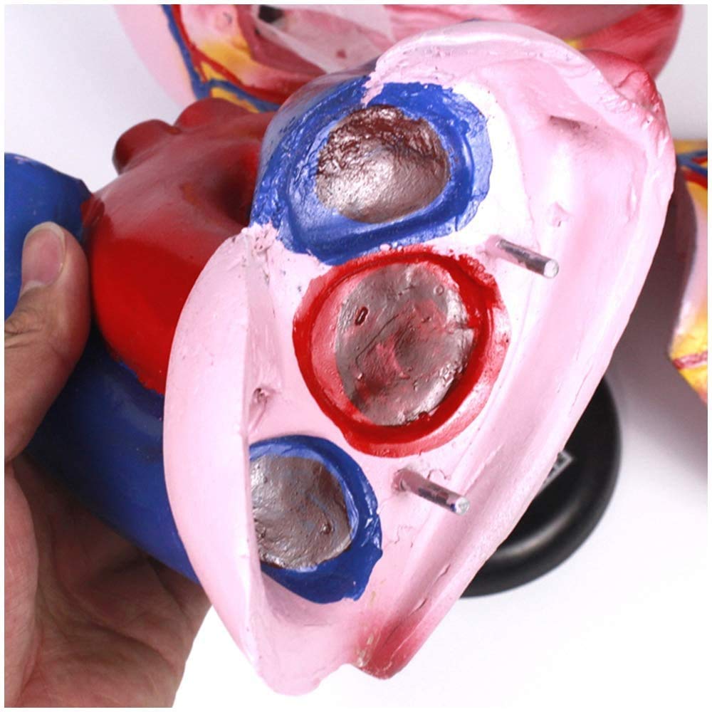 Coeur Modèle - 3 Fois Élargi Coeur Modèle - Modèle Coeur Humain Anatomical Médicale - Matériel PVC Modèle Anatomique D'Organes Humains - pour L'Affichage Étude Modèle