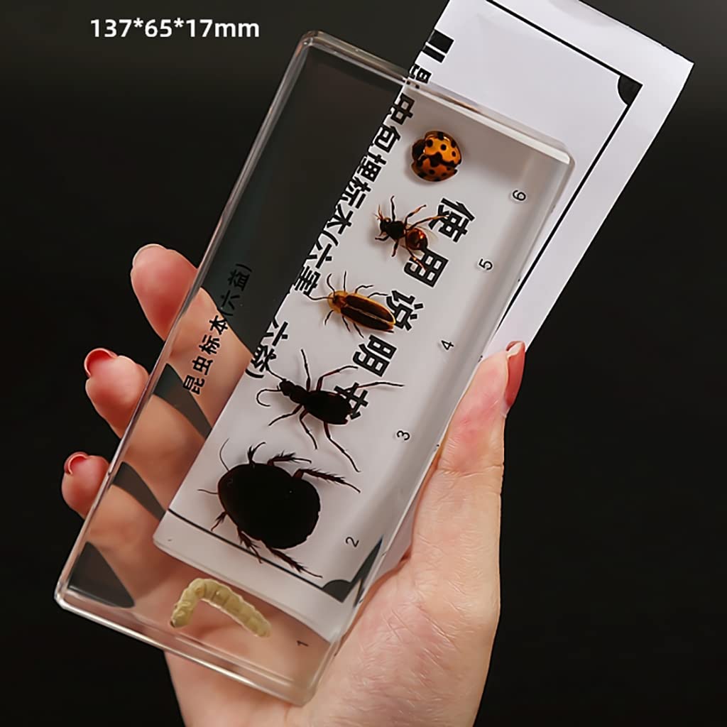 昆虫標本 蝶の標本 シボリアゲハ メタリック調ライトフレーム