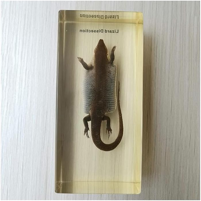 Buy zjliudp Lizard Dissection Specimen, Lizard Dissection Kit