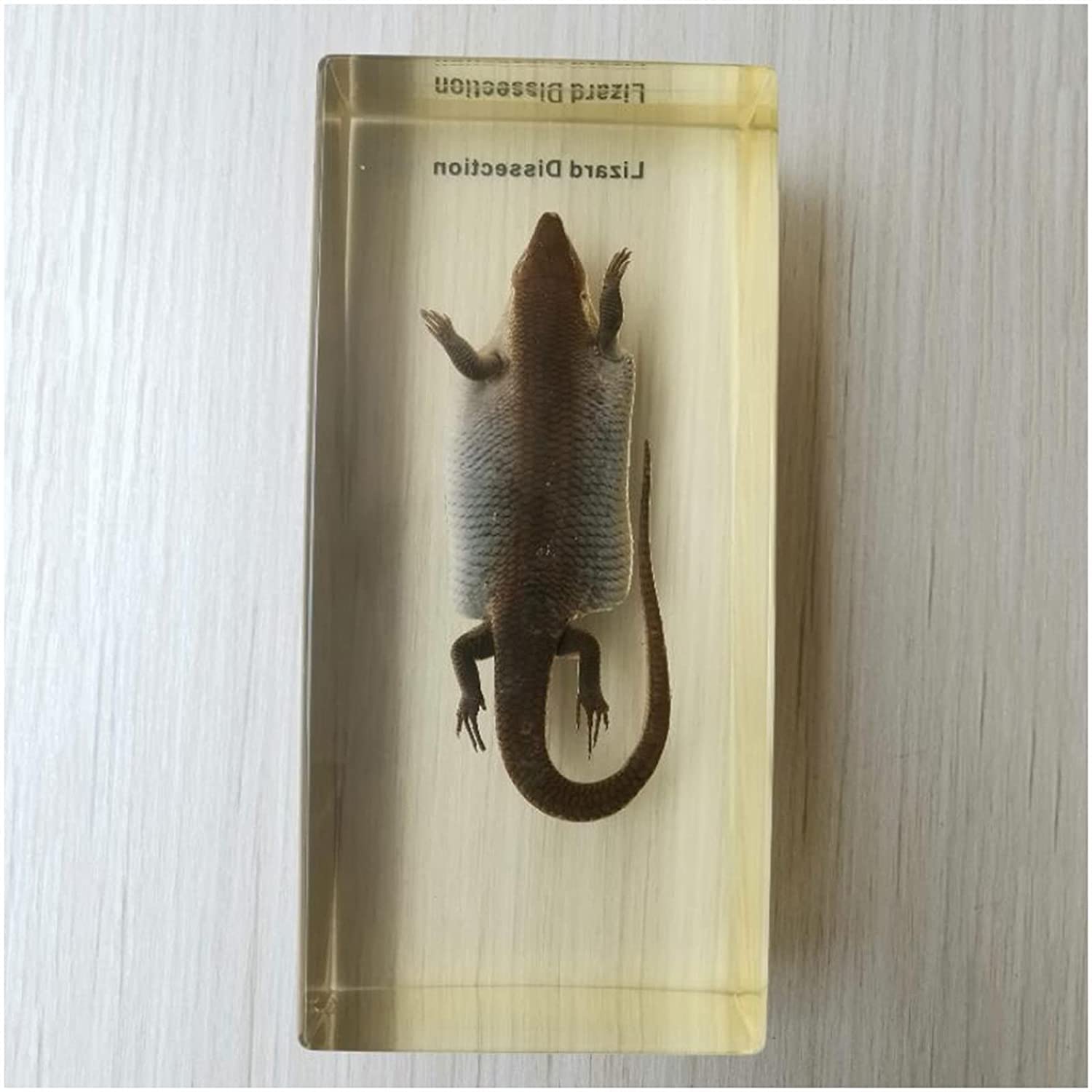 Buy zjliudp Lizard Dissection Specimen, Lizard Dissection Kit