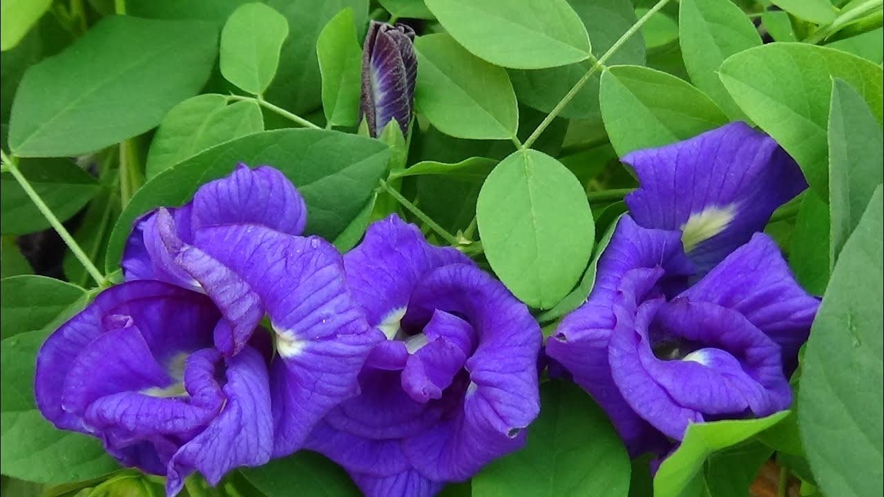 Cloud Farm Blue Aparajita Double Flowering/Butterfly Pea Flower Plant - 1 Live Plant CF26 (B0BC4RVZ41) Amazon Price History, Amazon Price Tracker