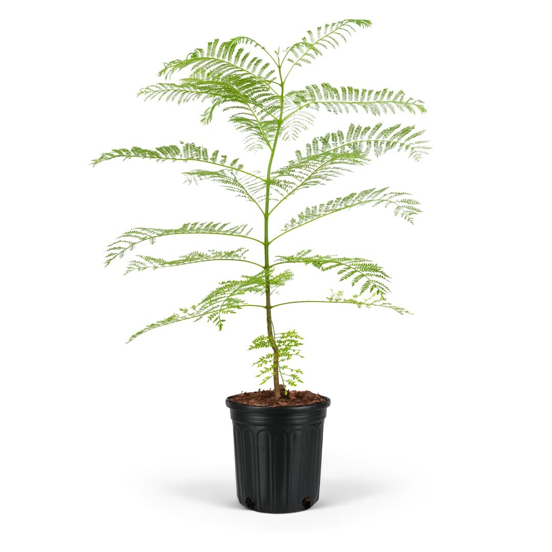 Jacaranda Mimosifolia 7-Gal