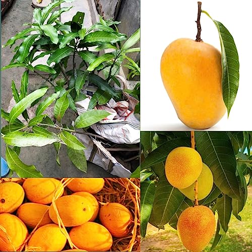 Image of LIVE Alphonso Mango Plant Grafted tree Hybrid Size 2 Feet to 2.5 feet