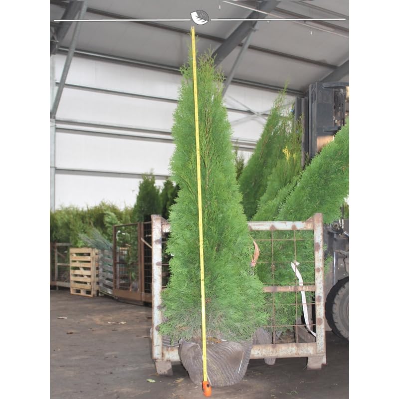 Lebensbaum Thuja Smaragd 200-225 cm. 3 Thuja Pflanzen. Sichtschutz Hecke