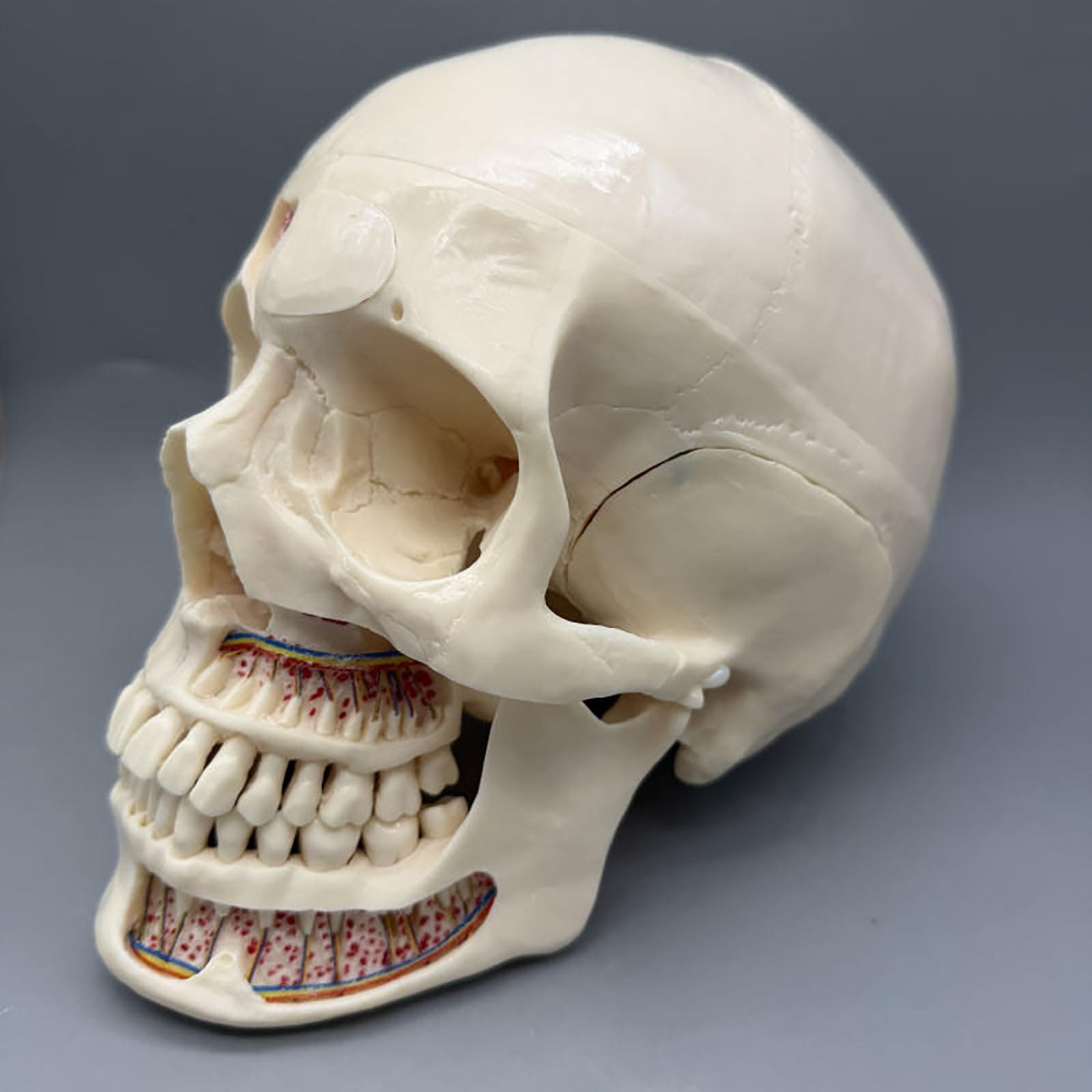 Modello anatomico del cranio umano per l'odontoiatria - 10 parti staccabili per uno studio dettagliato di arterie, vene e sistema neurologico | Perfetto per lo studio di anatomia e fisiologia