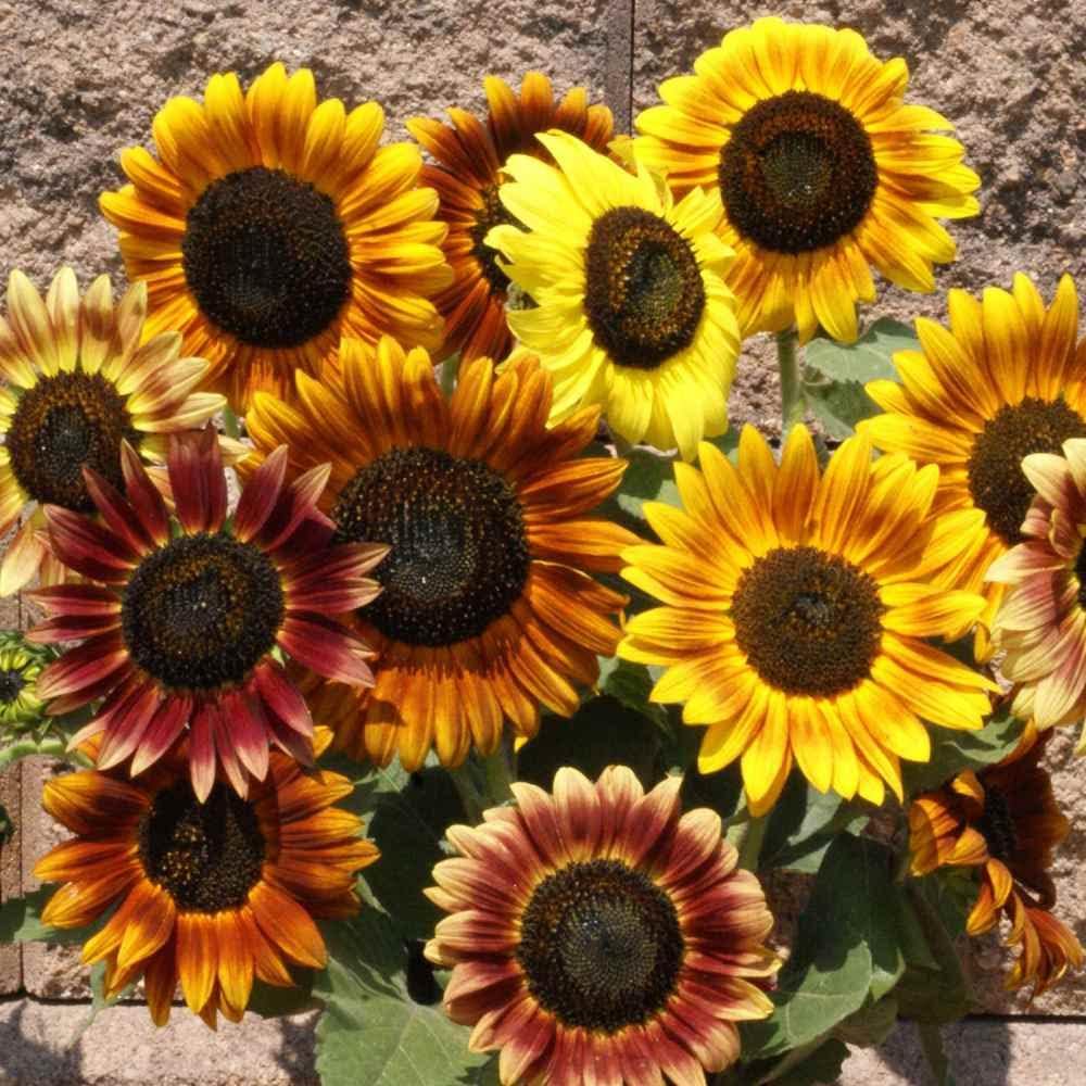 Outsidepride Autumn Beauty Sunflower Seeds for Planting - 5 Lbs. Annual, Easy to Grow Flower Seeds w/Vibrant, Abundant Blooms for Cut Flower Arrangements & Pollinator & Vegetable Gardens