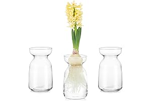 Glasseam Hyacinth Forcing Vase: A Symphony of Glassware for Botanical Elegance