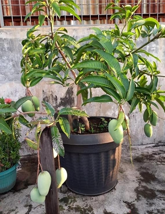 Full sun Exposure All time mango plant grafted baramasi all season mango tree barahmasi aam ka paudha 2-2.5 feet height plant 1 in Grow-Bag For Your Garden. (B0DCKGXC41) Amazon Price History, Amazon Price Tracker