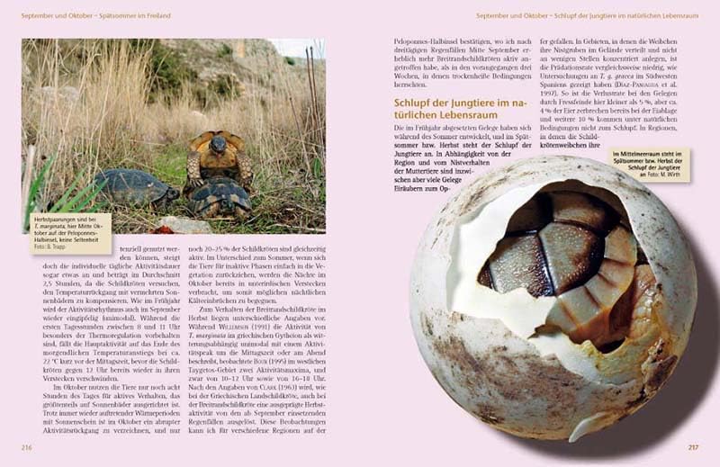 Das Schildkrötenjahr: Freilandbiologie und Haltung europäischer Landschildkröten über den Jahresverlauf (Terrarien-Bibliothek)