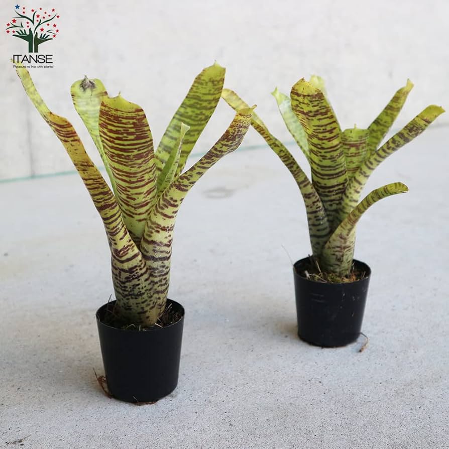 さぎこう さま専用Neoregelia Bold Zebraなど6点 さぎこう さま専用Neoregelia Bold Zebraなど6点