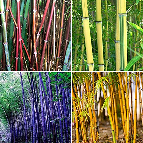 10 Best 10 Giant Bamboo Seeds Review And Buying Guide of 2022