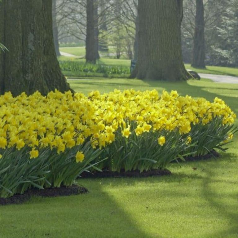 40 Dutch Master Premium Yellow Daffodil Bulbs for Fall Planting Spring Flowering Garden and Border Plants Size 10/12 cm Value Pack