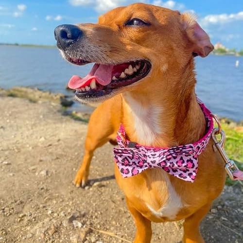 Petduro Personalized Dog Collar With Name & Phone Engraved On Metal Buckle - Customized For Small, Medium & Large Dogs - Multiple Pattern Prints - Fancy Cute Bow Tie Leash Available #TOP4