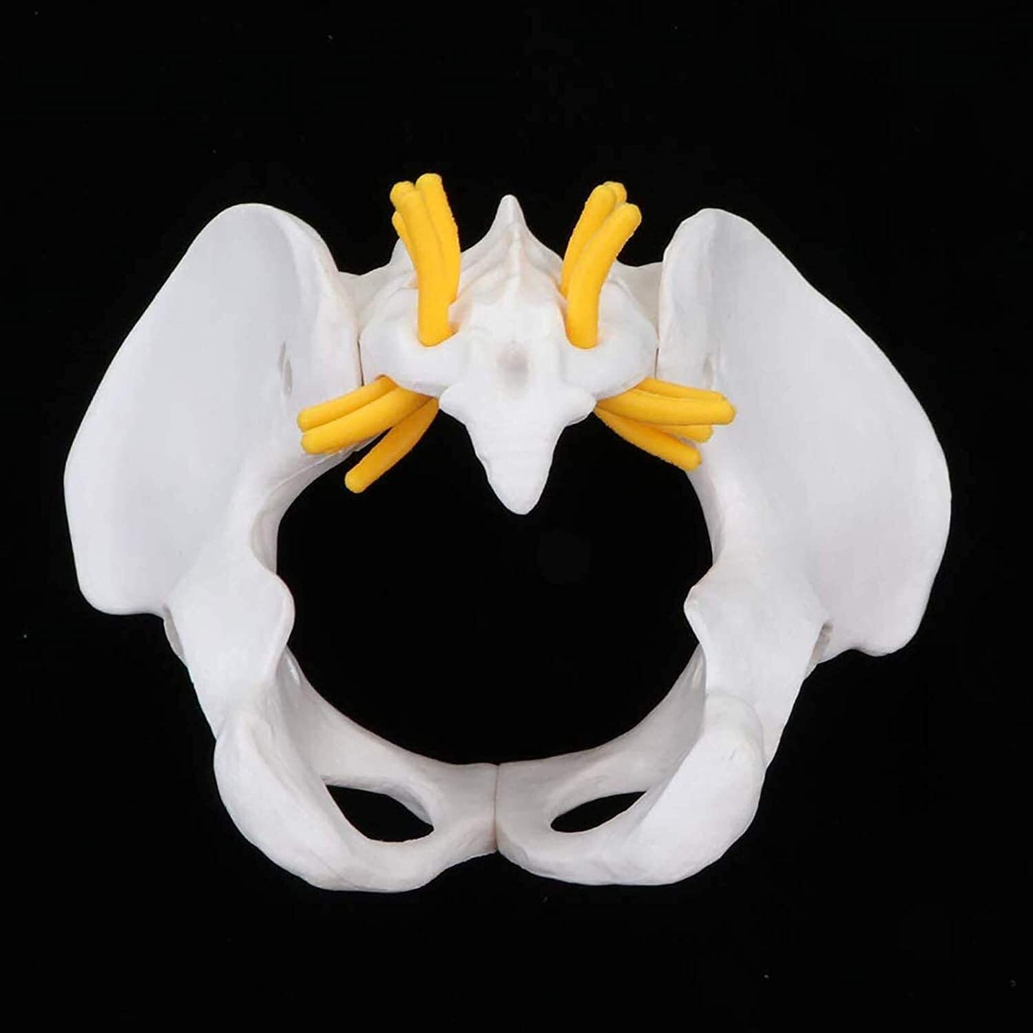 Model narządu Model szkieletu żeńskiej miednicy, anatomiczny medyczny, anatomia do nauki w klasie wyświetlacz nauczania model medyczny model anatomiczny