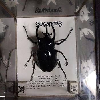 コーカサスオオカブト　昆虫標本 1点もの【昆虫標本】(レア品)コーカサスオオカブト♂単体99.5mm