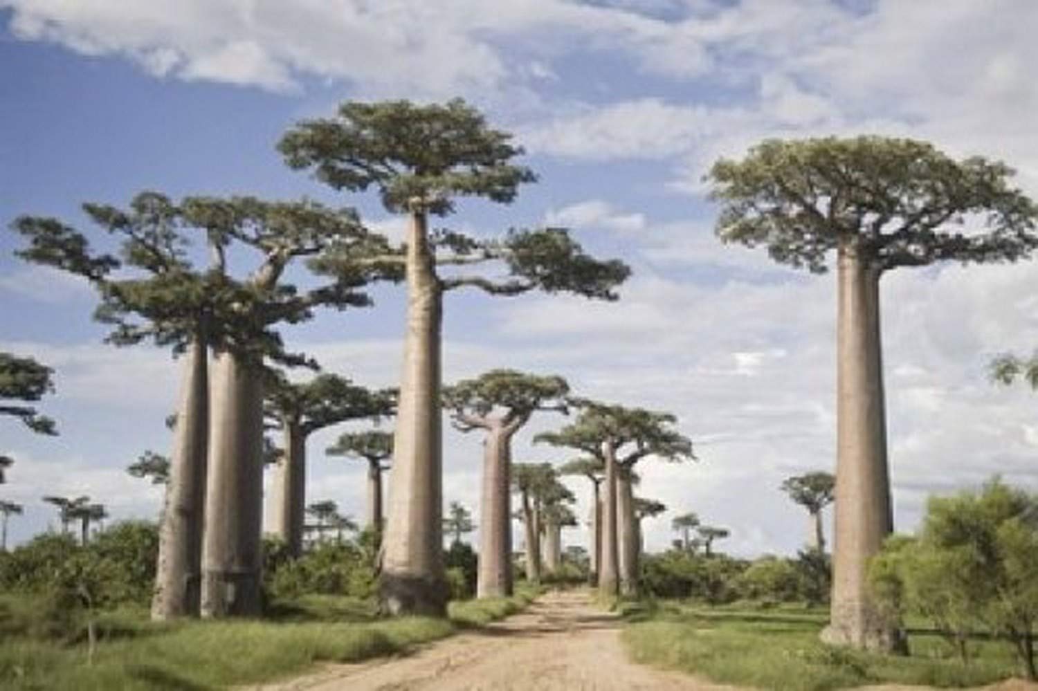 Amazon.com: Baobab trees (Adansonia digitata) along a dirt road