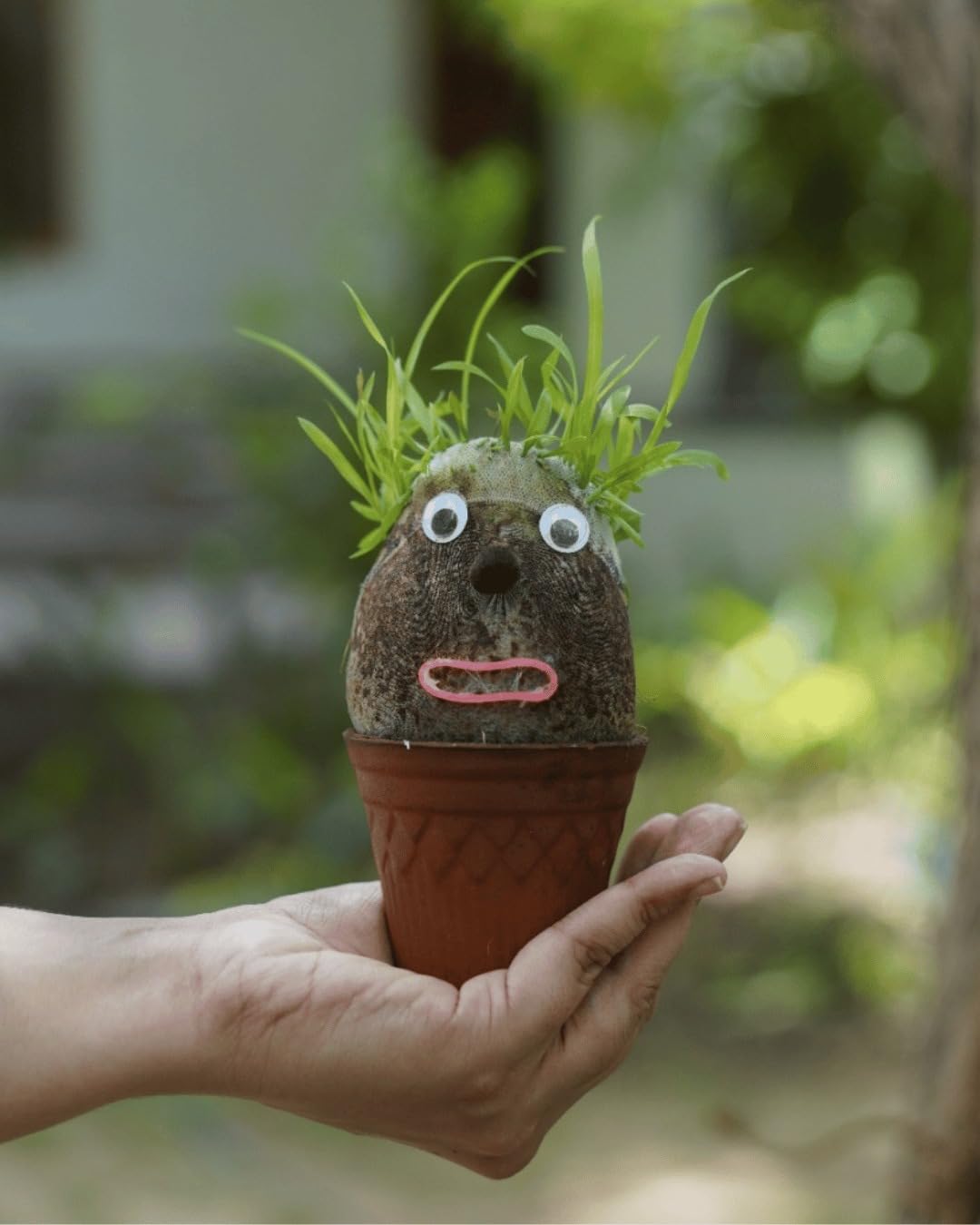 pilkhan diy grass head growing kit for kids (ages 3+) | make your own plant toy with growing hair | gardening activity kit | creative educational gift for kids