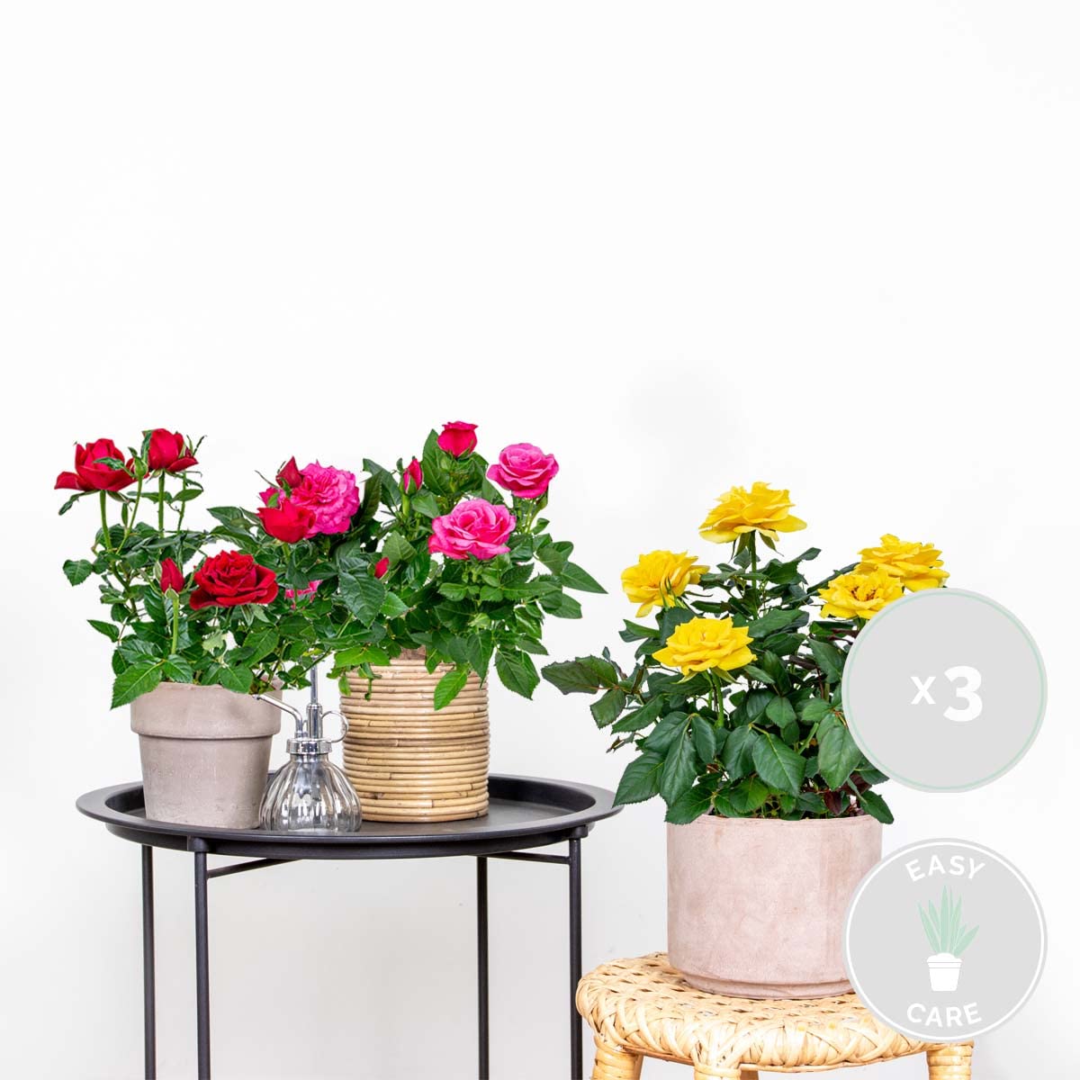 Bloomique - Mezcla de 3 - Rosa en maceta - Rojo, amarillo, rosa - Interior/exterior - Plantas de interior - Plantas de jardín - Plantas de terraza - Resistente al frío - Altura 20-30 cm - Maceta 12 cm