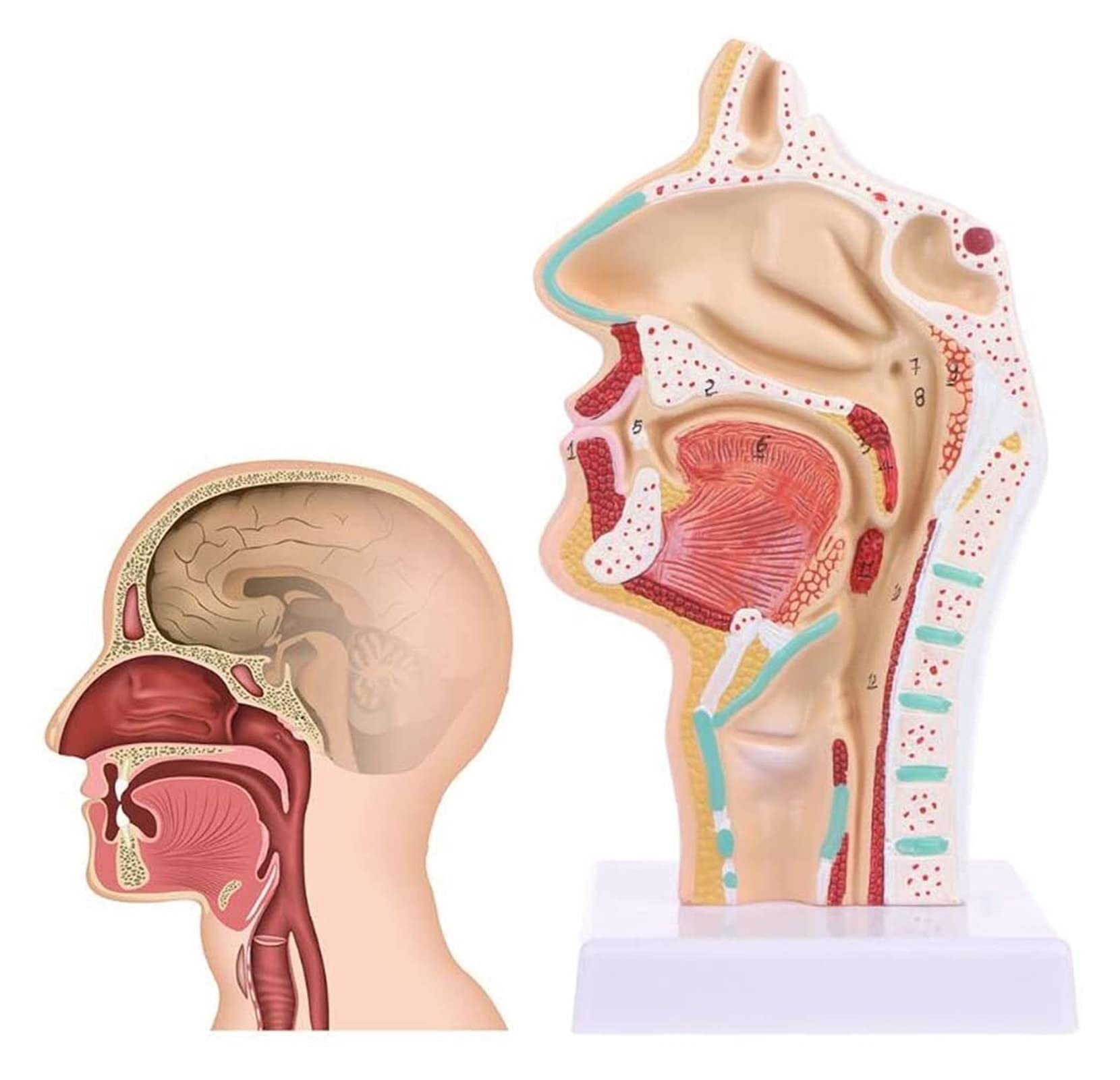Model badawczy Model anatomiczny Model anatomiczny człowieka Model patologii Nos Model otolaryngologiczny Model jamy człowieka Model nauczania