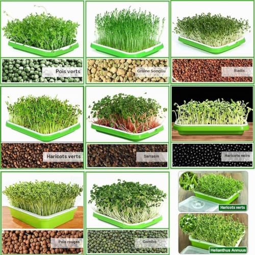 Rigute 6 Pièces Plateau de Germination,Germoir avec Couvercle,Bac à Semis, Plateau Semis, Plateau de Propagateur de Graines,pour la Plantation Germes Soja et Germes Haricot Mungo – vue 6