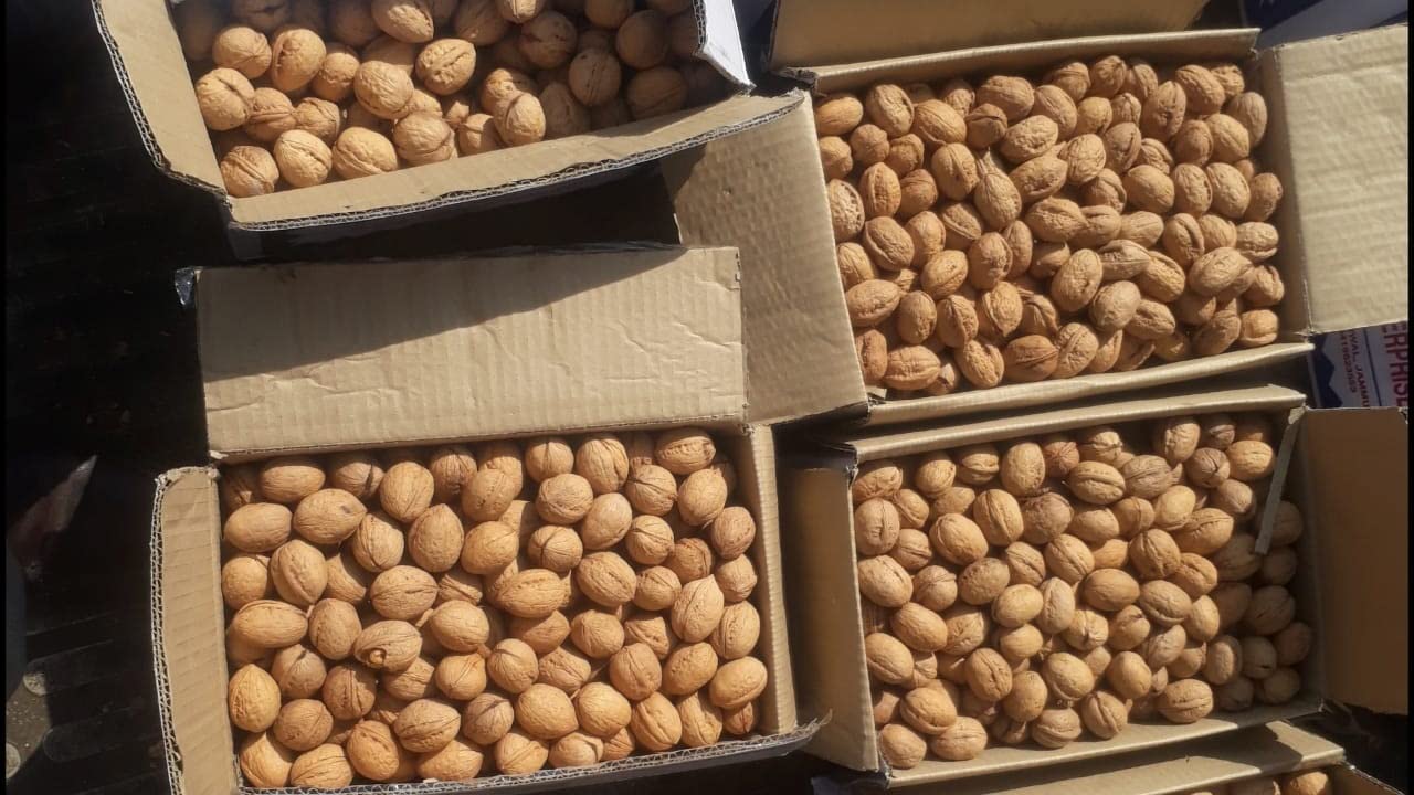 See full amazon price history chart for PYRAMID TRADERS Kashmiri Walnuts (In Shell) Sabut Akrot With Shell (250g) PYRAMID TRADERS Kashmiri Walnuts (In Shell) Sabut Akrot With Shell (250g) (B0BTVS5BWC) Amazon Price History, Amazon Price Tracker