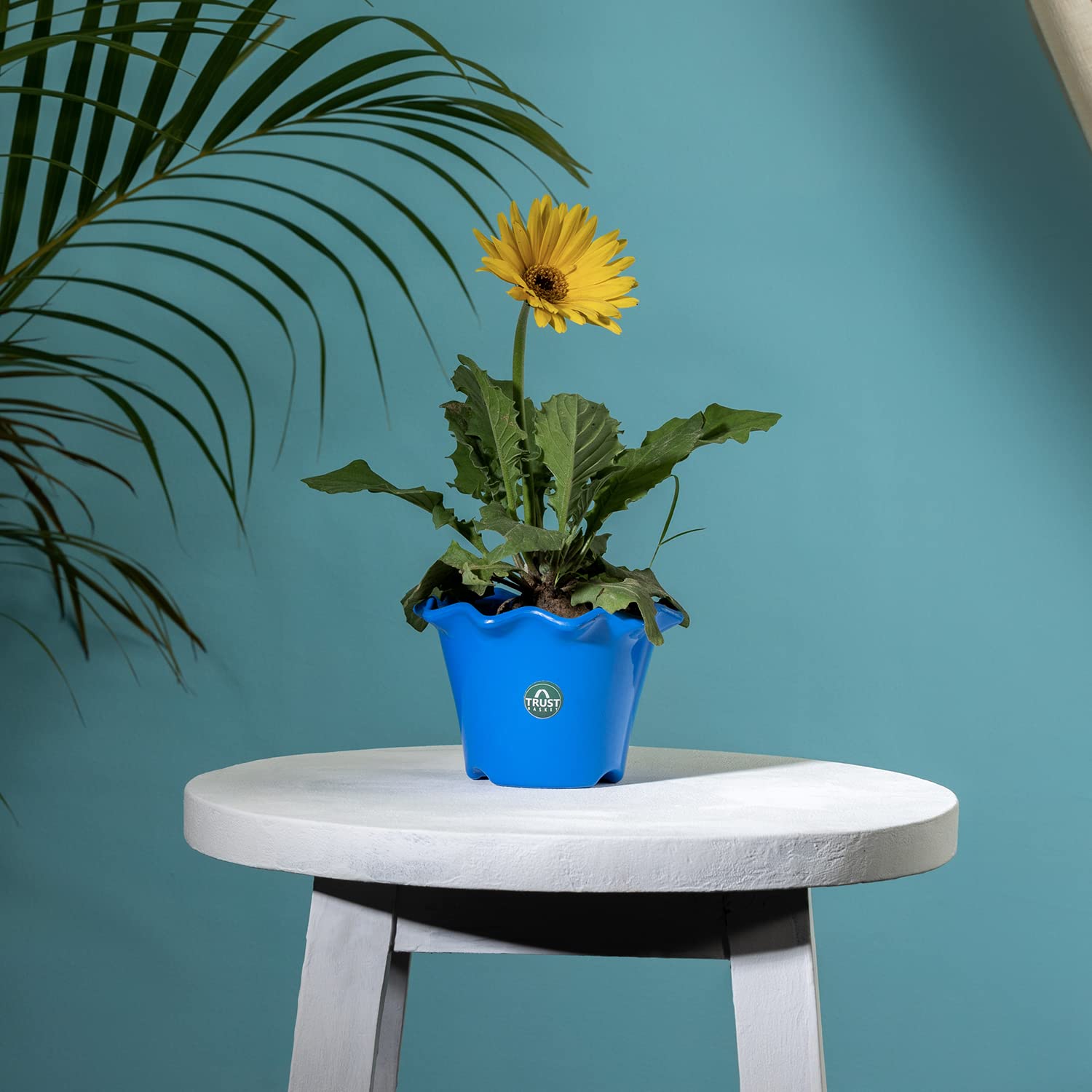 See full amazon price history chart for TrustBasket Blossom Pot 6-inch Table Top Planter Pot (Blue) | Heavy Duty Plastic Indoor and Outdoor Planter for Home Decor TrustBasket Blossom Pot 6-inch Table Top Planter Pot (Blue) | Heavy Duty Plastic Indoor and Outdoor Planter for Home Decor (B0C3D4H6CL) Amazon Price History, Amazon Price Tracker