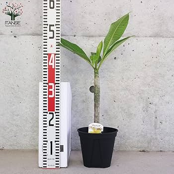 HIRO】プルメリアTeresa Wilder 挿し木（発根済み）5号鉢 HIRO