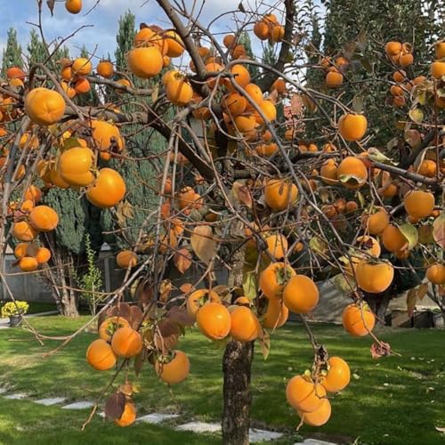 Set of 2 Live American Persimmon Plants 6-10 Inch Tall in Quart Pot Sweet Persimmon Fruit Tree Bareroot for Garden Backyard and Outdoor Planting Dormant in Winter