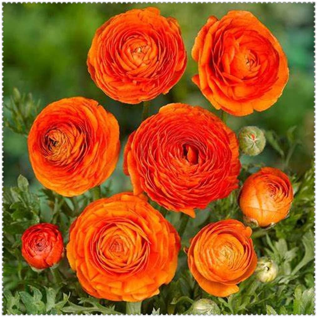 春の花 レア 四季の成長綺麗な 多年生生きている植物園芸植物 土壌