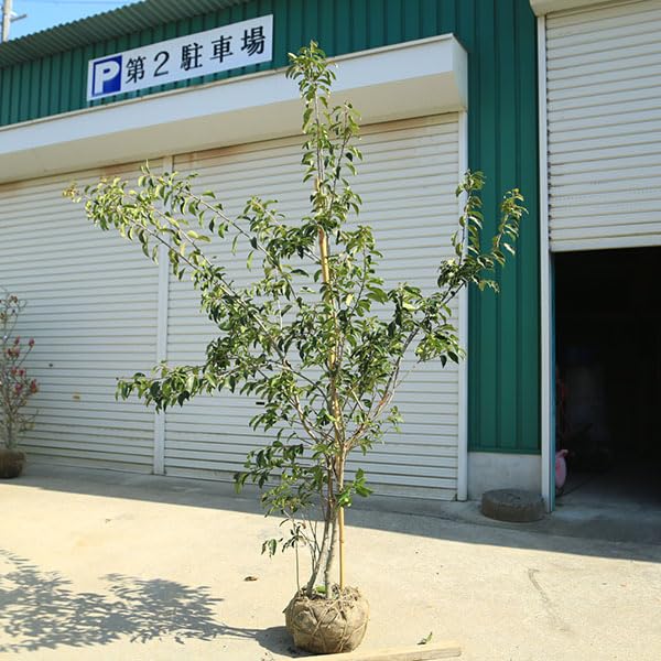 Amazon.co.jp: 現品庭木 植木：ソヨゴ*/そよご（株立ち）（雌株）樹高