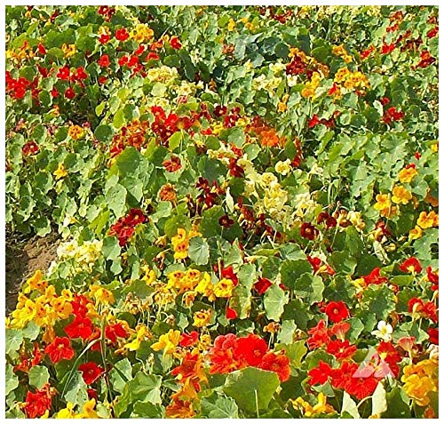 PREMIER SEEDS DIRECT - Nasturtium Seeds - Tom Thumb - Certified Organic (250 Seeds)