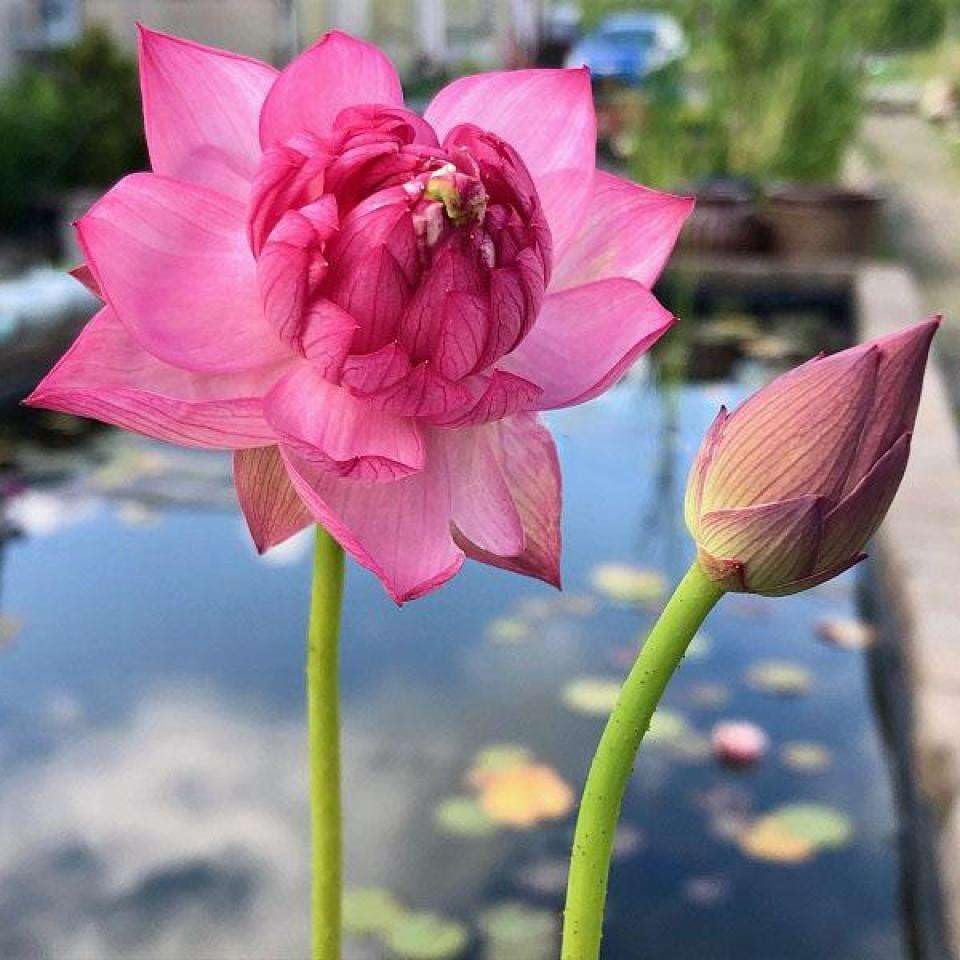 BeGrin Pink Lotus Flower Live Plant Tuber Bulb Nelumbo nucifera Pack of 1 For Outdoor and Indoor Pack of 1 Without Pot Large Size Flower Surely Blooming Within 30 Days Code=RainbowLotus (B0D24LT9Z1) Amazon Price History, Amazon Price Tracker