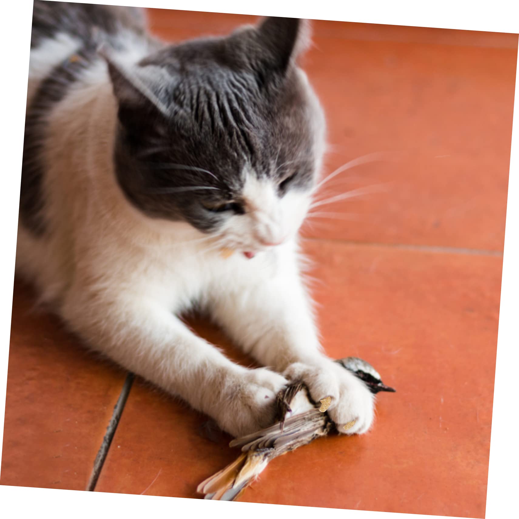 Sosoport 20sätze Katzenkrallen-schutzset Teiliges Für Katzen Und Hunde Weiche Und Flexible Nagelkappen Zur Reduzierung Von Kratzschäden Für Haustierpflege