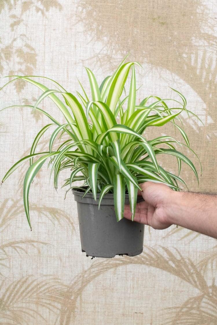 NDS Golden Pandanus Air Purifier Live Plant for Home,Office,Terrace,Balcony Indoor & Outdoor Plant with Plastic Pot 1