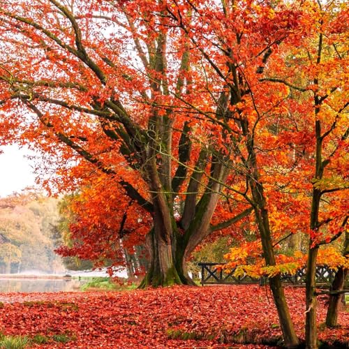 TomorrowSeeds - Red Oak Tree Seeds - 5+ Count - for 2026 Planting Quercus Rubra Borealis American...