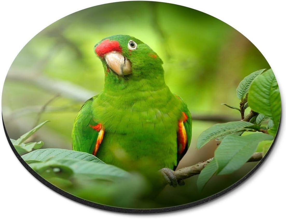 APSRA Round Mouse Mat - Crimson-Fronted Parakeet Bird #44741 Printed Rubber Mouse pad, Home Office Use, Non Slip