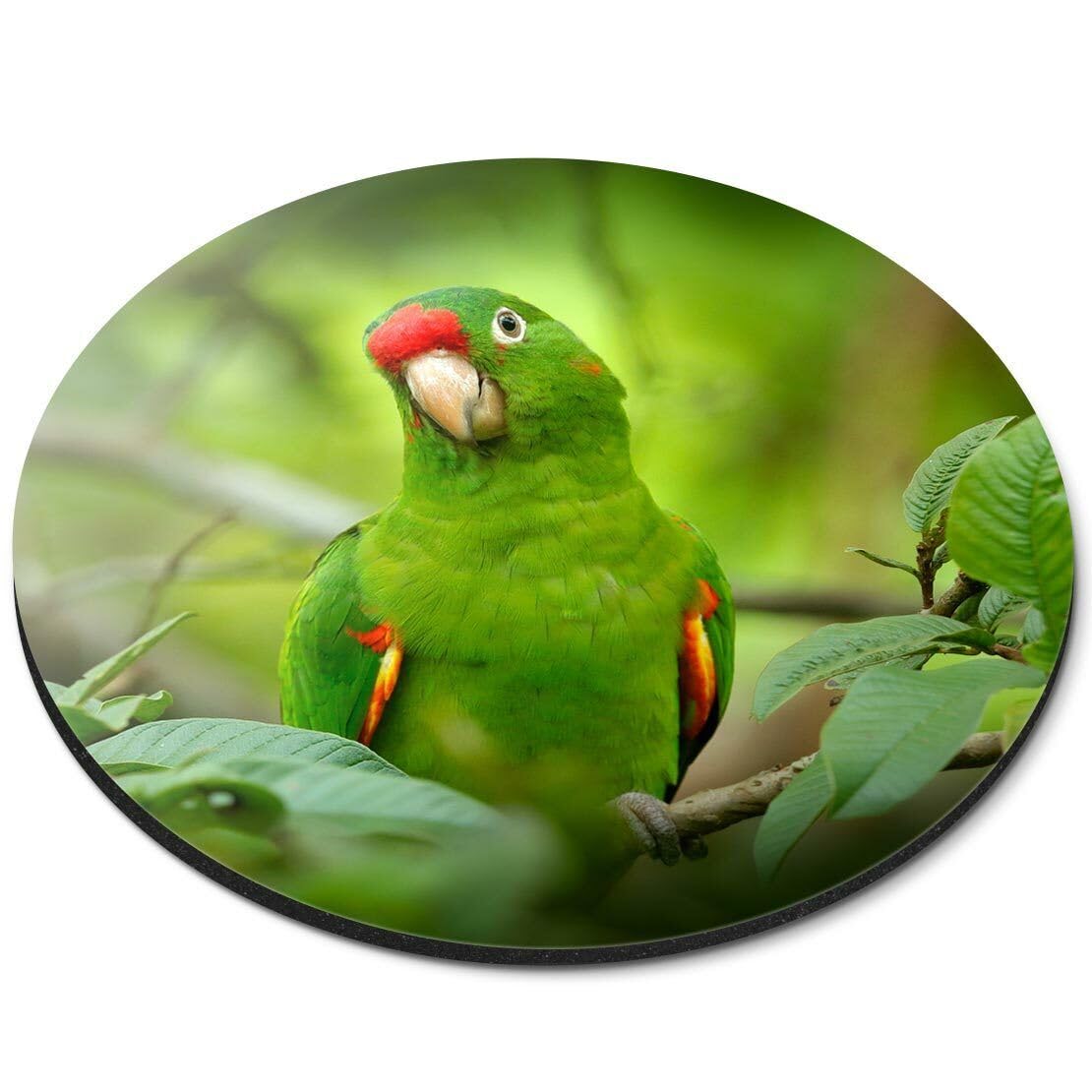 APSRA Round Mouse Mat - Crimson-Fronted Parakeet Bird #44741 Printed Rubber Mouse pad, Home Office Use, Non Slip