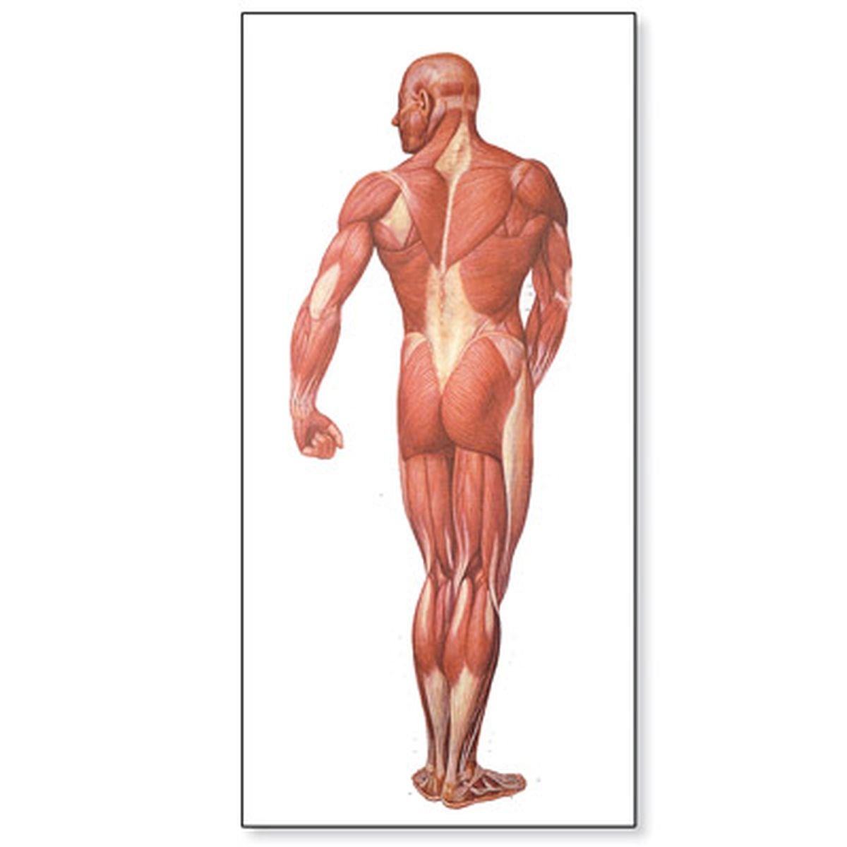 3B Scientific Human Anatomy - Human Musculature Chart, Rear, with wooden rods