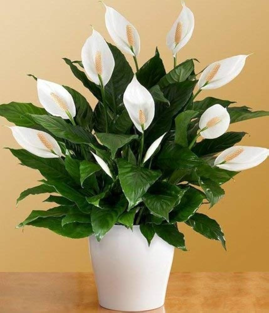Peace Lily Plant, Live Spathiphyllum,Air purifier Good Luck Plant Indoor Flowering Plant Large Green leaf (pack Of 1 with pot) zp_9-image-14