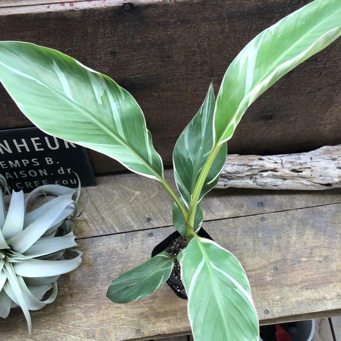 Amazon.co.jp: ピンクバナナ バリエガータ ムサノノピンクバリエガータ