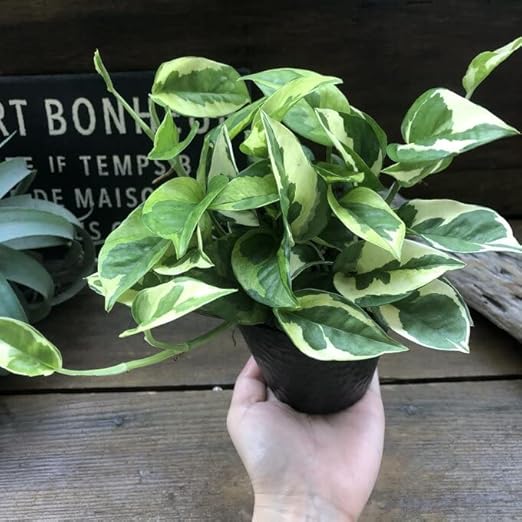 Amazon ポトスエメラルド 限定品 超希少 観葉植物 観葉植物 オンライン通販