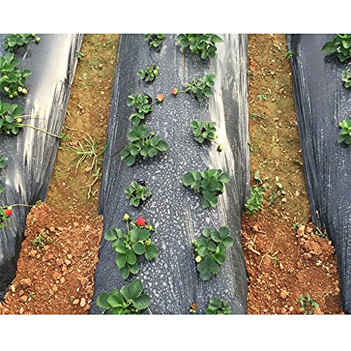 Plastfilm för växter Perforerad, Vegetabiliskt växthus plast PE-film, 0,008 mm jordbrukssvart kompostkompost, Trädgårdsväxthus reflekterande ogräsbekämpningsfilm, 1 st(W*L 1m*300m)