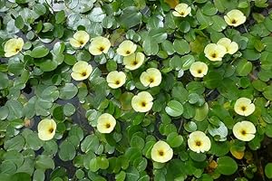 Flourishing Floating Plants for Serene Water Gardens and Ponds (Water Poppy)