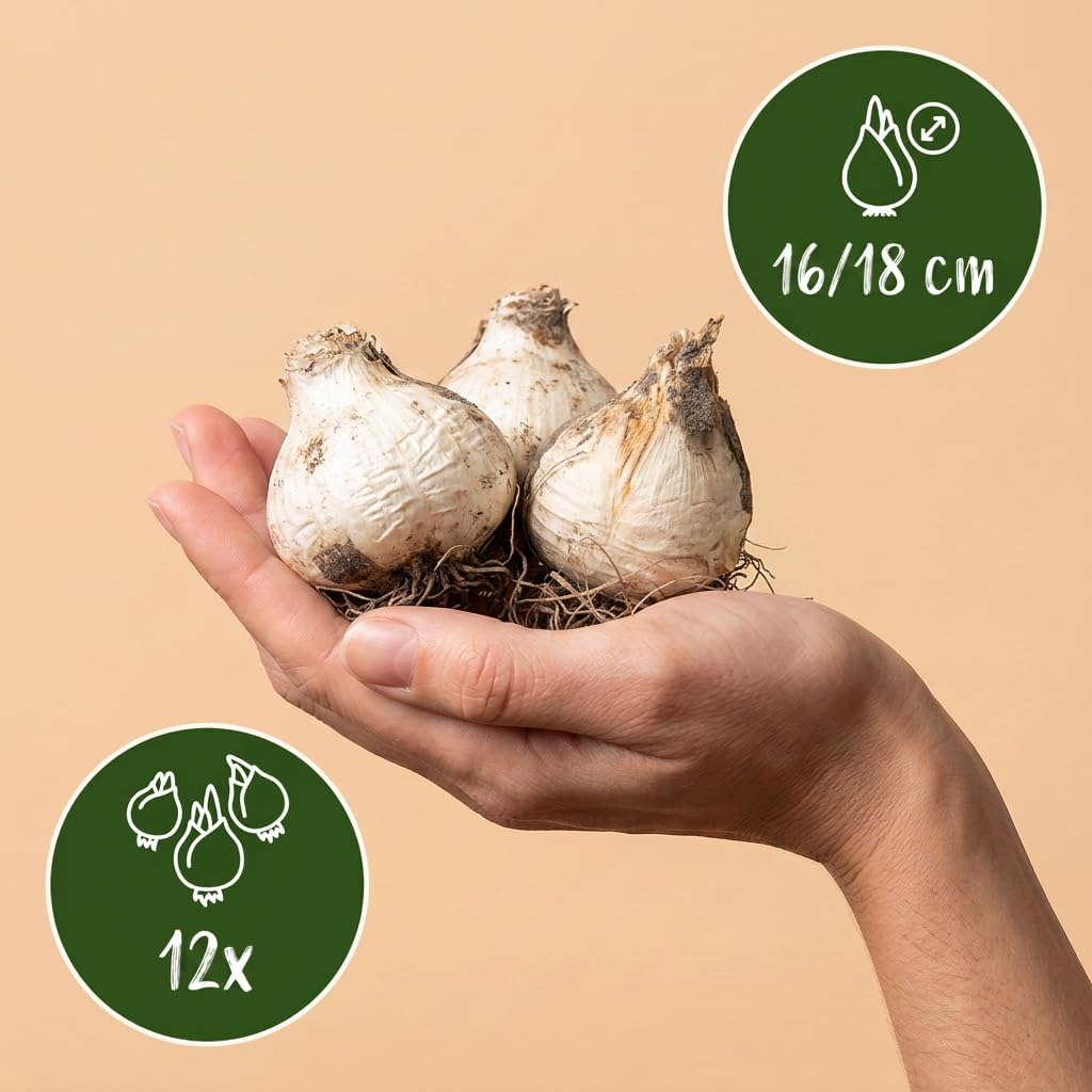 Green boutiQ - 12x Allium Mount Everest - Ail d'ornement Mont Everest - Blanc - Floraison estivale - Calibre 16/18