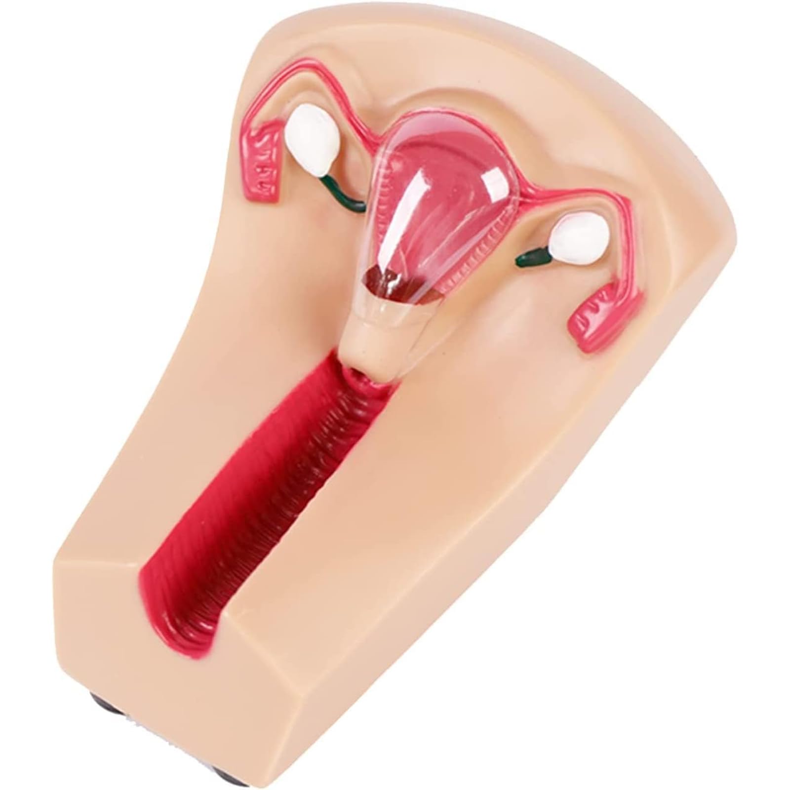 EKSED Modello di contraccezione e Formazione intrauterina Femminile - Simulatore IUD Modello di Formazione per la Pratica Medica per Studenti di Infermieristica