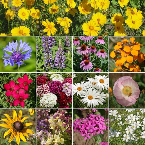 Image of Ferry-Morse Northeast Bulk Wildflower Seeds, 530,000+, 1 lb